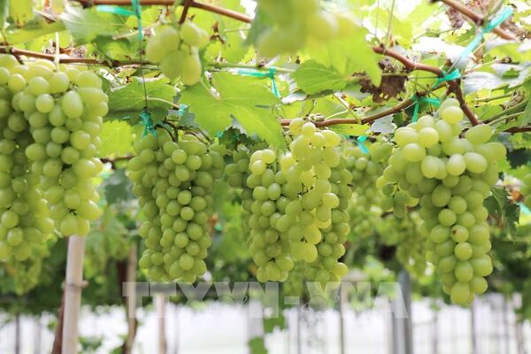 Ornamental grapevines in Khanh Hoa in high demand ahead of Tet