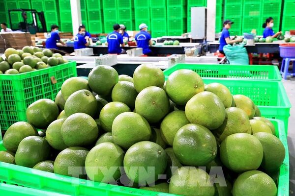 Vietnam’s exporters gear up for recovery as new markets open