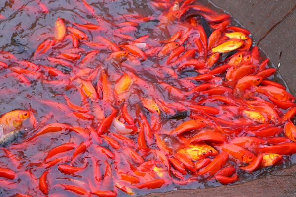 Carp hub in northern Ninh Binh bustles ahead of Kitchen Gods’ Day
