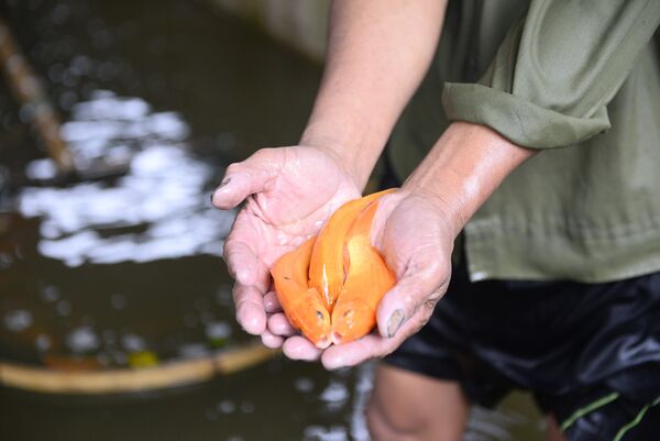 Ninh Chau red carp village gears up for Kitchen Gods’ worshipping day