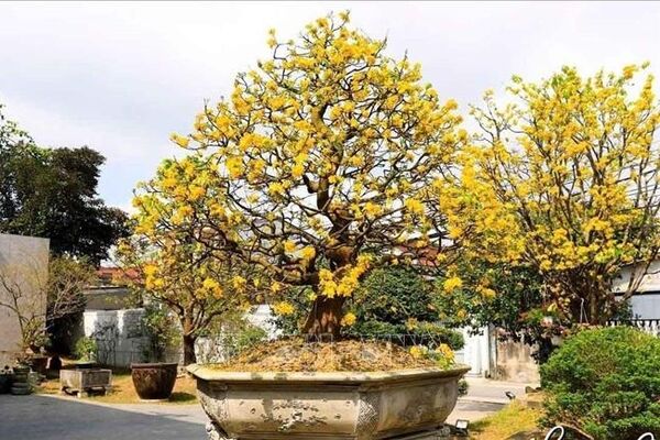 Hue royal apricot blossoms evolve from imperial pastime to industry