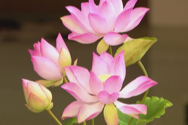 Clay lotus gains favour in Tet décor market