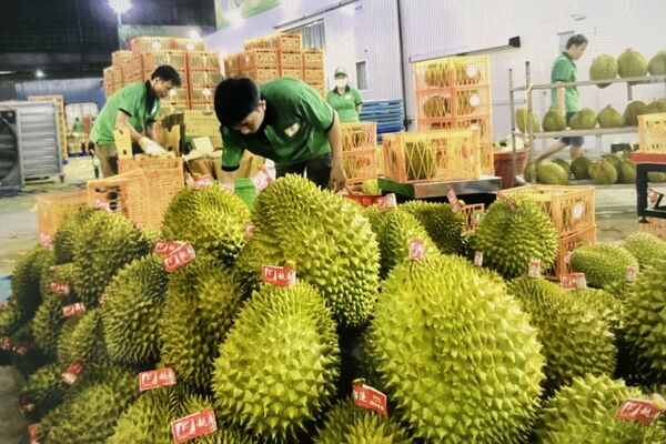 Agricultural exports gain strong early-year momentum