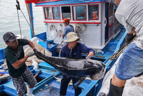 Bumper harvest for Khanh Hoa fishermen in early year
