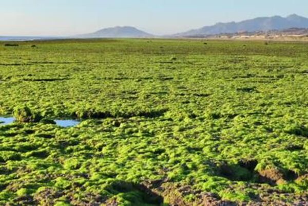Exploring Khanh Hoa’s lush green seaweed fields