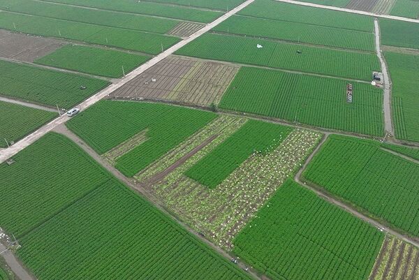 Vietnamese fruits, vegetables gain ground in regional markets