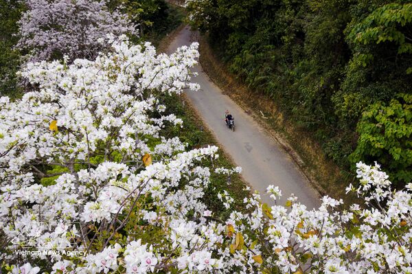 Mountain ebony blossoms showcase beauty in Dien Bien
