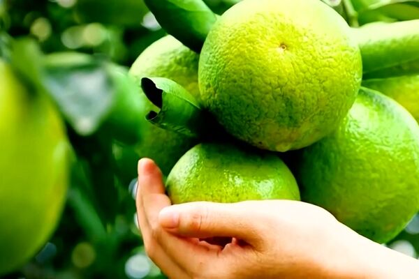 Ho Chi Minh City restructures agriculture for sustainable development