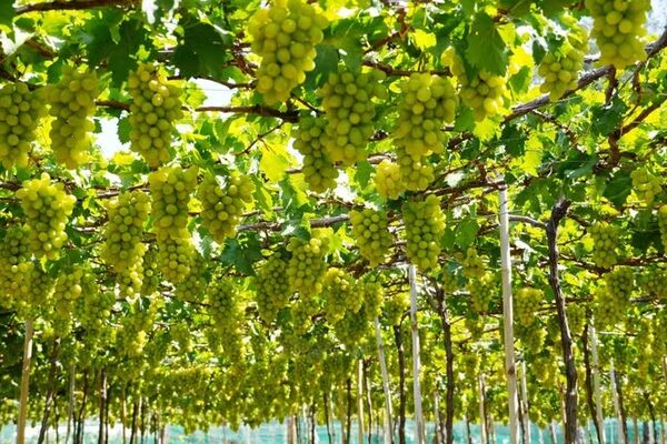 Khanh Hoa attracts visitors with grape garden tourism
