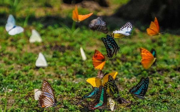 Early butterfly season delights visitors at Cuc Phuong National Park