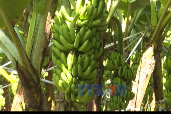 Dong Nai expands banana export markets