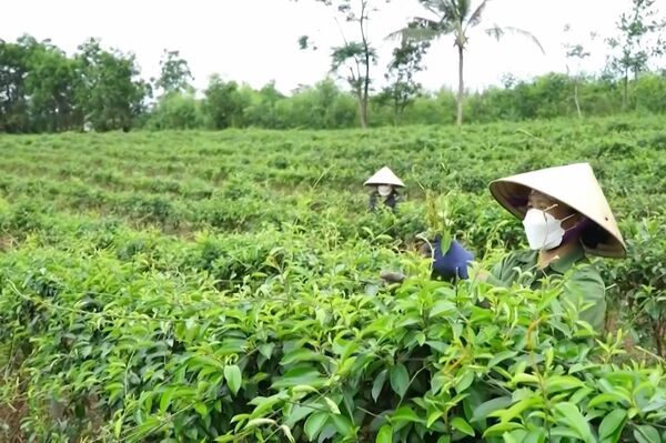 Collective economy drives Quang Tri’s agricultural development