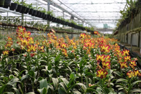 Bao Loc taps into high-tech future for wild orchid industry