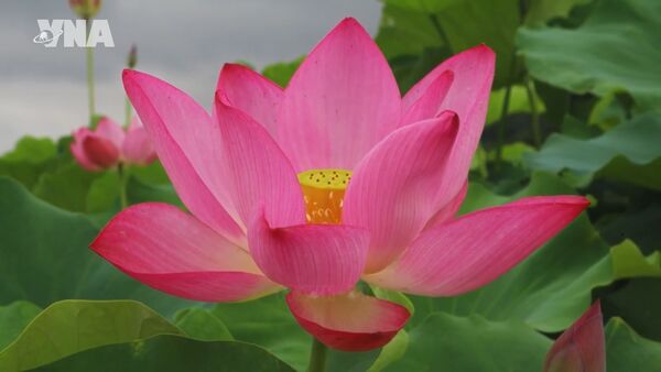 Lotus cherished in Vietnamese life