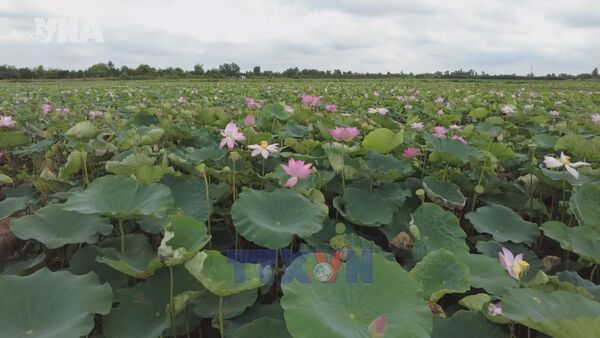 Dong Thap enhances value of lotus-based products