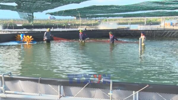 Quang Ninh advances high-tech shrimp farming