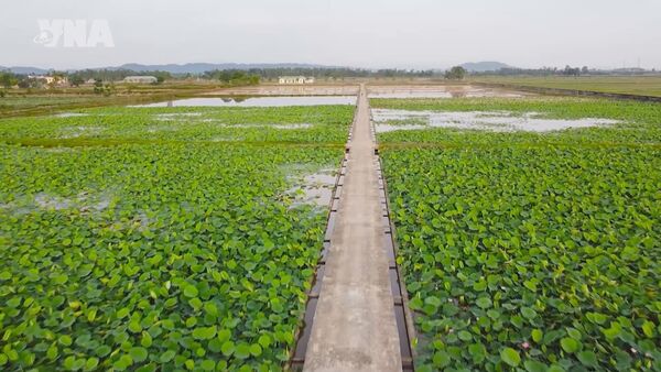 Lotus cultivation breathes new life into tourism in President Ho Chi Minh's hometown