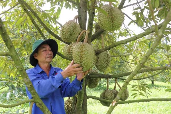 Lam Dong develops sustainable durian export value chain