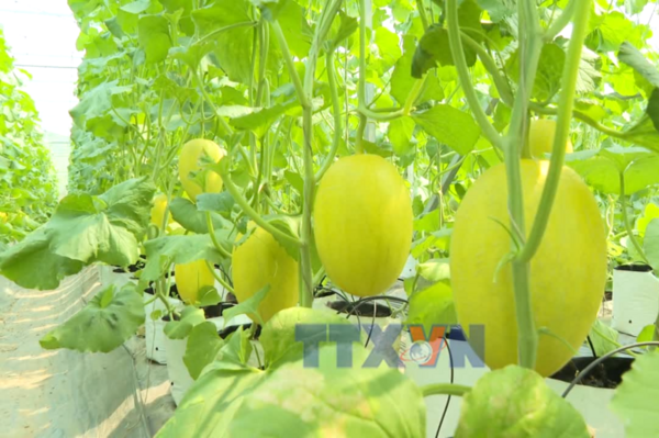Tech advancements facilitate green agriculture