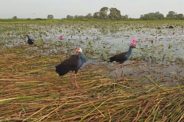 Tram Chim sees progress in crane conservation