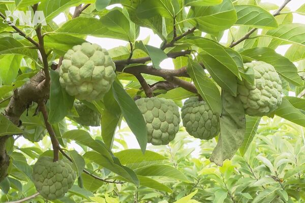Phu Long custard apple strengthens its brand position