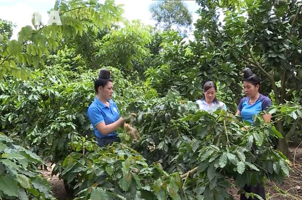 Ethnic minority women rise through livelihoods
