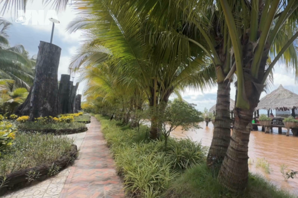 Unique multi-headed coconut garden in An Giang